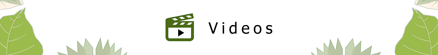 Banner Videos Redlaseia fondo blanco con hojas de árbol